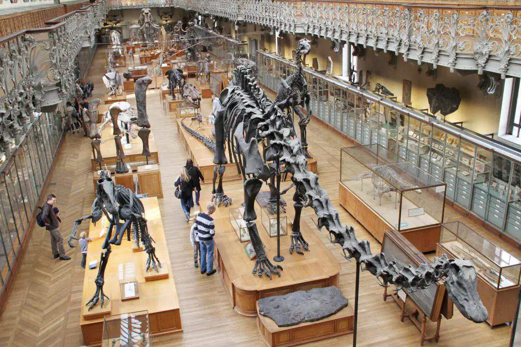 Natural History Museum, natural history museum paris opening times
