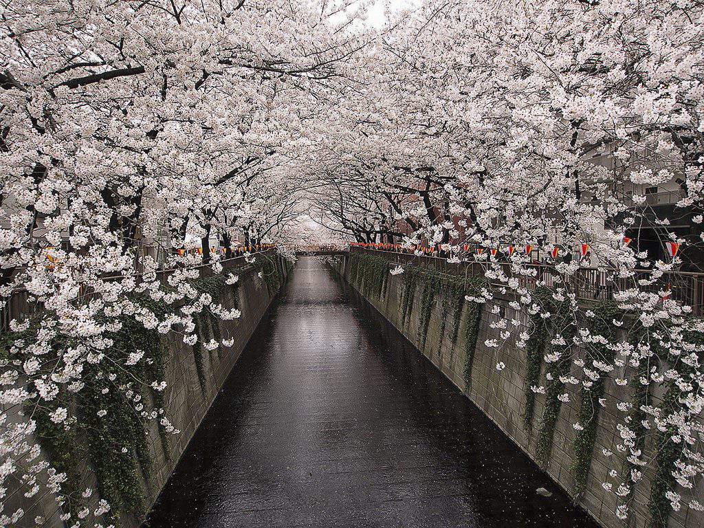 meguro river tokyo, meguro tokyo