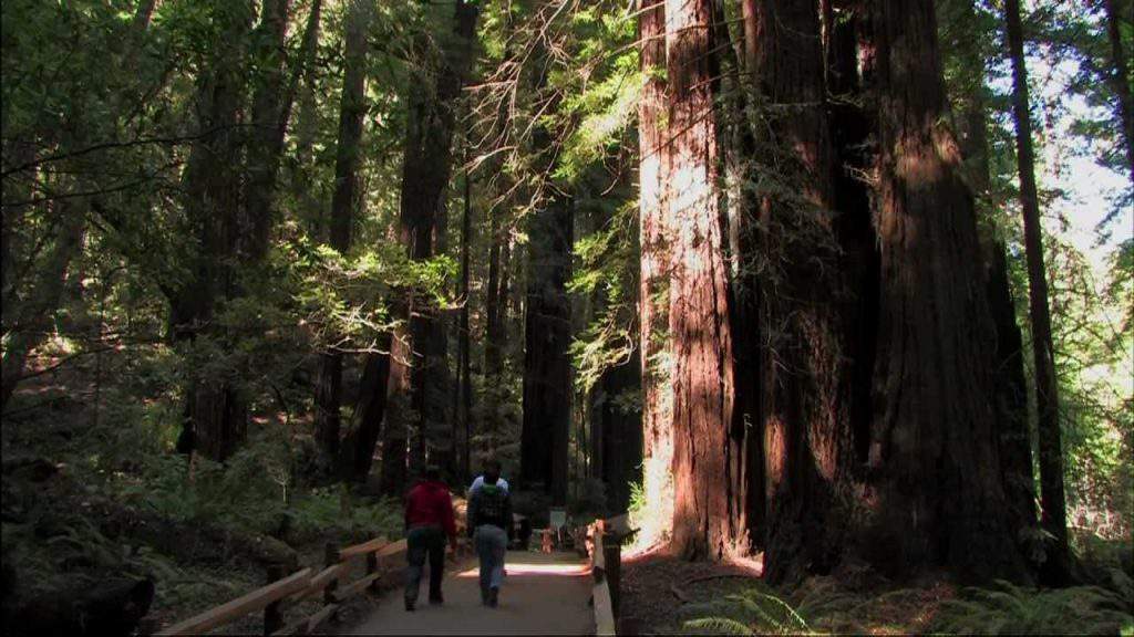 muir woods tour, muir woods national monument