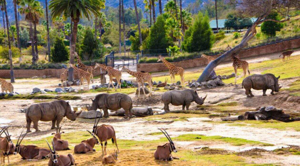 san diego zoo safari park, san diego zoo animals, san diego zoo timings